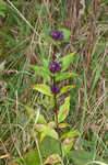 Bottle gentian